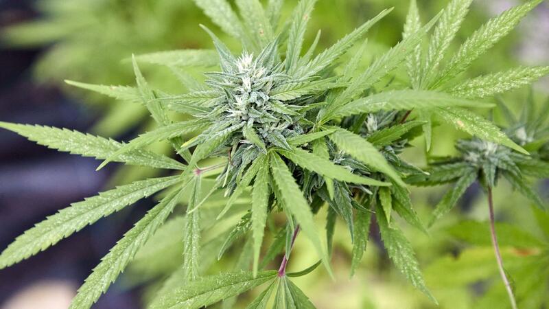 Eine Cannabispflanze, aufgenommen beim Erntefest des Cannabis Social Club Hamburg in einem Gewächshaus der Gärtnerei Jersbek.