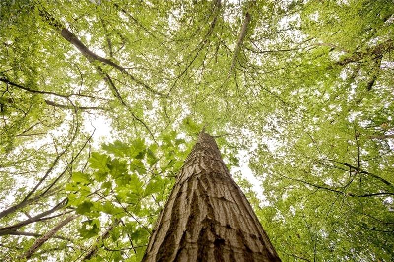Eine Eiche wächst in einem Mischwald in der Region Hannover. In der Debatte über die Klimakrise und ihre Folgen steht der Wald derzeit im Fokus, weil er einerseits das Treibhausgas Kohlendioxid (CO 2 ) bindet und den Klimawandel bremsen kan