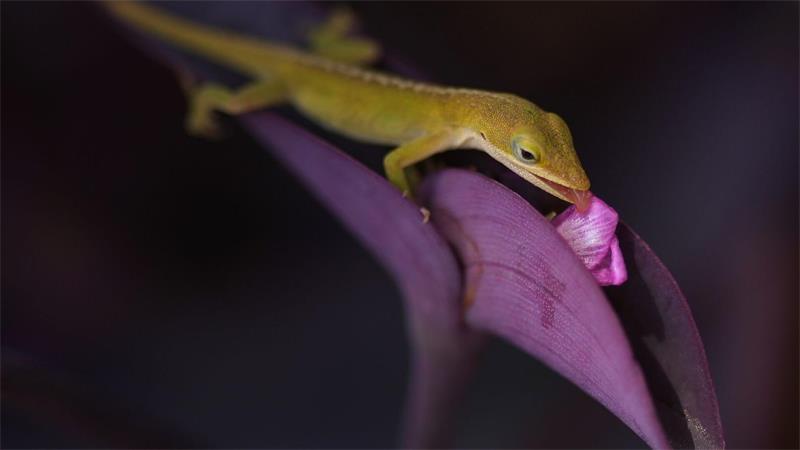 Eine Eidechse frisst an der Blüte einer „Purple Heart“-Pflanze in Texas.