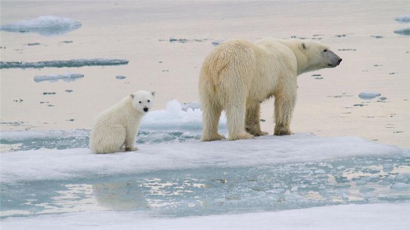 Eine Eisbär-Mutter ist mit einem Jungtier auf einer Eisscholle vor der Küste von Spitzbergen unterwegs.