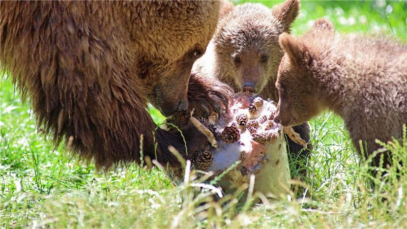 Eine Eisbombe für Braunbärmama Idun und ihrem Nachwuchs im Tierpark in Thale.