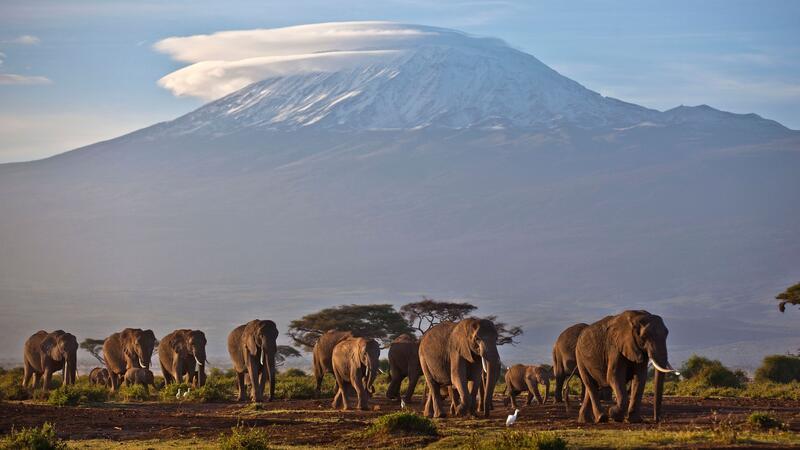 Studie: Afrikas Gletscher gehen stark zurück Eine Elefantenherde streift bei Sonnenaufgang im Amboseli-Nationalpark über eine Ebene.