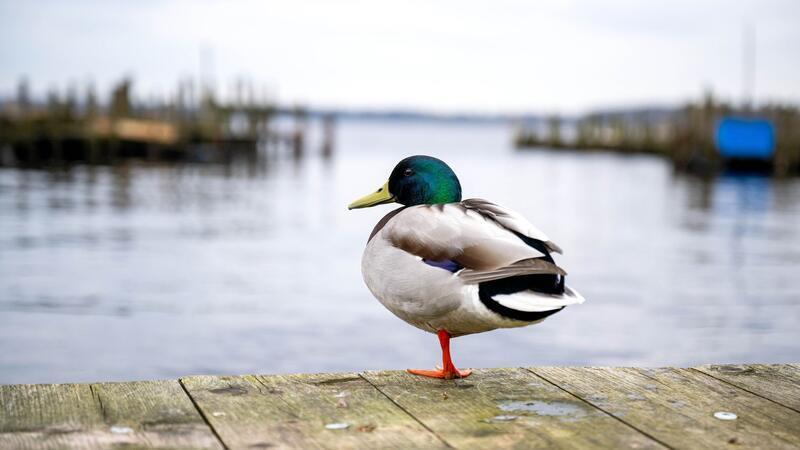 Eine Ente ist auf einem See in Braunschweig festgefroren. (Symbolbild)