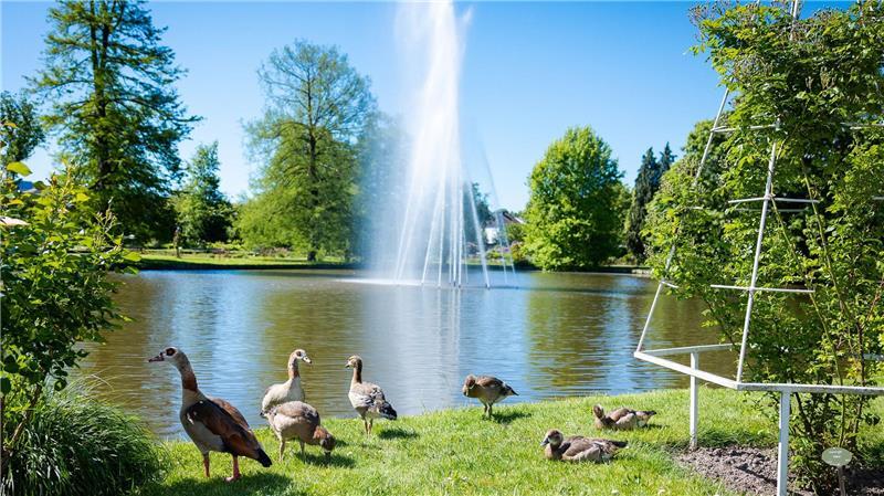 Eine Entenfamilie sicherte sich einen sonnenreichen Platz im Rosengarten im rheinland-pfälzischen Zweibrücken.