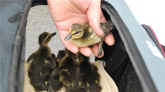 Eine Entenmama und ihre Küken ziehen um: Es geht an die Müggelspree.