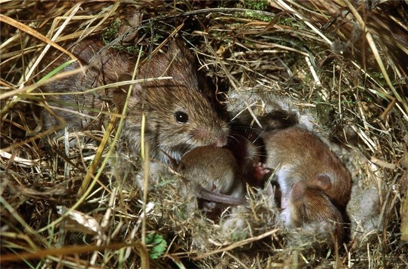 Eine Feldmaus kümmert sich in einem Nest aus Stroh um ihren Nachwuchs. Foto: Werner Nagel/dpa
