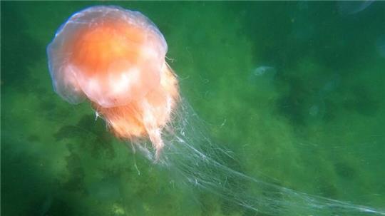 Eine Feuerqualle schwimmt in der Ostsee.