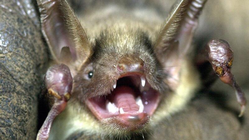 Eine Fledermaus der Art „Großes Mausohr“ hat das Maul weit aufgerissen und die Ohren aufgestellt.