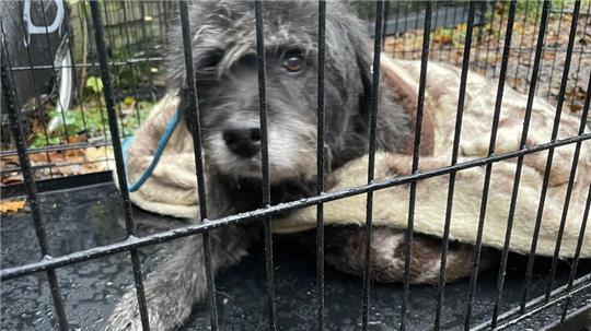 Eine Frau aus dem Kreis Stade hat 82 Hunde, Katzen und Vögel verwahrlosen lassen.