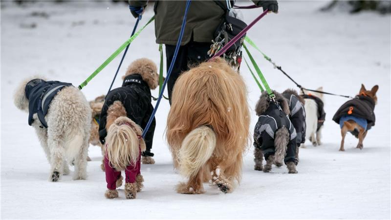 Eine Frau geht mit zahlreichen Hunden im tief verschneiten Stadtpark spazieren.