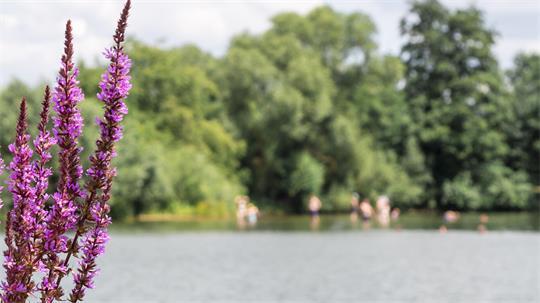 Eine Frau ist von einem Exhibitionisten am Maschener See belästigt worden. (Symbolbild)