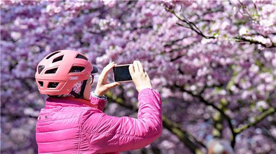 Eine Frau macht Fotos von den Kirschblüten im Olympiapark in München. 