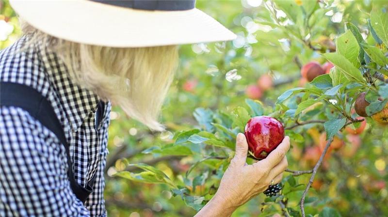 Gratisobst: Äpfel von Stader Wiesen dürfen gepflückt werden Eine Frau pflückt einen Apfel.