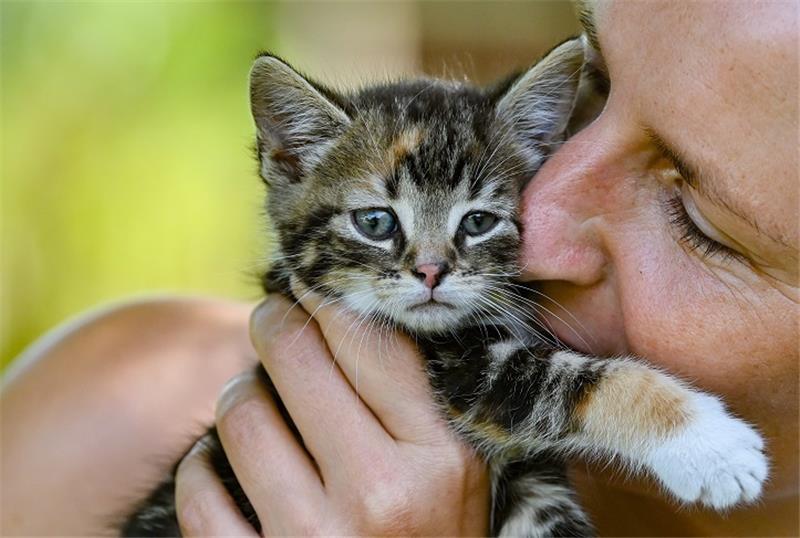 Eine Frau schmust mit einem etwa sieben Wochen alten Kätzchen. Jährlich am 8. August wird der Internationale Tag der Katze, auch Weltkatzentag genannt, begangen. Foto: Patrick Pleul/dpa-Zentralbild