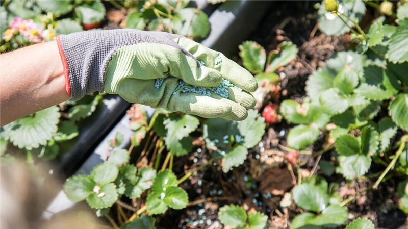 Eine Frau streut am 13.07.2018 in einem Garten in Hamburg Schneckengift, um die Schnecken zu verscheuchen (gestellte Szene).