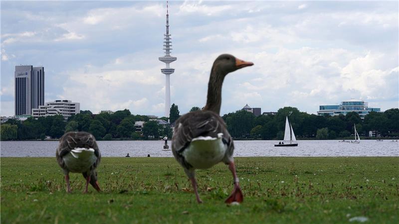 Eine Gans war nach einer Notlandung auf einem Containerschiff mit dem Schiff nach Hamburg eingereist. (Symbolbild)