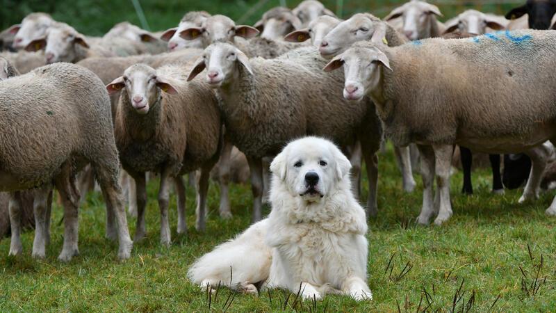 Eine Gemeinde darf den Einsatz von Herdenschutzhunden zu bestimmten Zeiten eingeschränken.