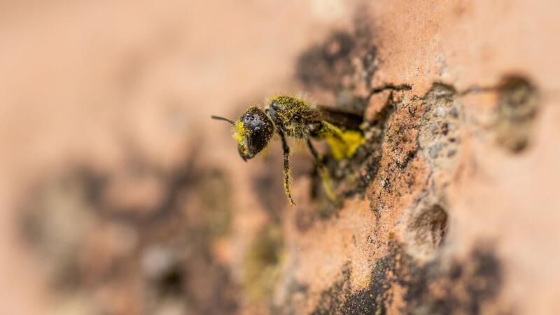 Eine Gemeine Löcherbiene (Heriades truncorum) schiebt sich rückwärts in ihr Nestloch an einer steinernen Nisthilfe.