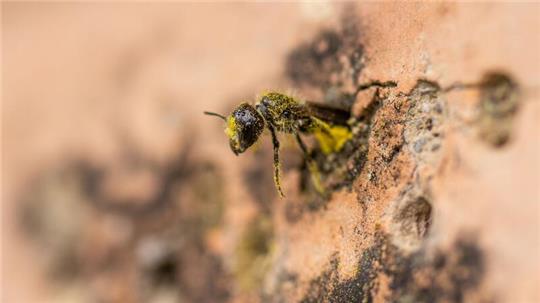 Eine Gemeine Löcherbiene (Heriades truncorum) schiebt sich rückwärts in ihr Nestloch an einer steinernen Nisthilfe.