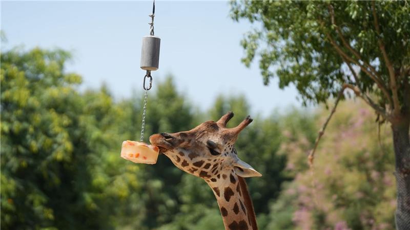 Bilder des Tages Eine Giraffe frisst ein Eis im Zoo von Barcelona.