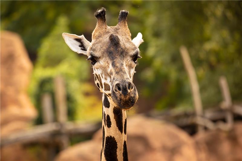 Eine Giraffe steht in einem Gehege im Erlebnis-Zoo Hannover. Foto: Moritz Frankenberg/dpa