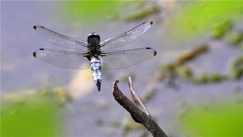 Eine Großlibelle, ein männlicher Spitzenfleck (Libellula fulva), fliegt von einem Ast weg.