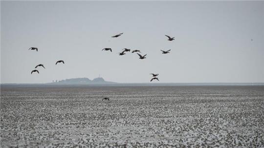 Eine Gruppe Eiderenten fliegt über das Watt vor der Hallig Oland.