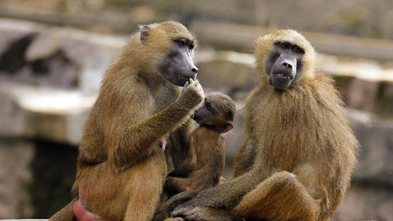Eine Gruppe Paviane in ihrem Gehege im Tiergarten in Nürnberg.
