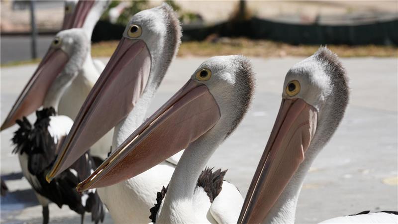Eine Gruppe Pelikane wartet auf Abfälle, während Fischer ihren Fang am Little Beach in Port Stephens, nördlich von Sydney, reinigen.