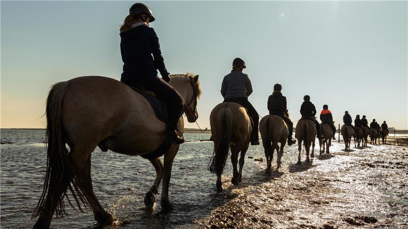 Eine Gruppe von Frauen und Männern reitet auf Pferden in Cuxhaven im Watt. Foto: Assanimoghaddam/dpa