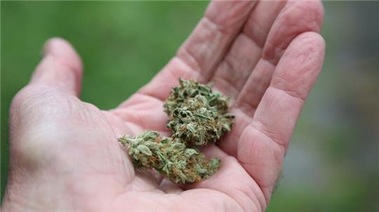 Eine Hand hält getrocknete Cannabis-Blüten.