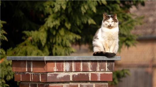 Eine Hauskatze sitztauf dem gemauerten Pfeiler einer Hofeinfahrt in der Sonne. 