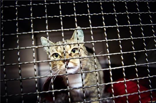 Eine Hauskatze steht in ihrem Zwinger im Tierheim (Symbolbild). Foto: Victoria Bonn-Meuser/dpa