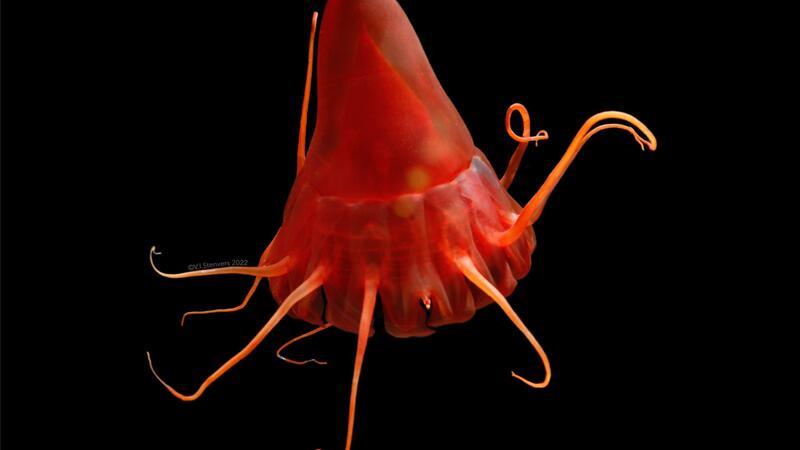 Sedimente aus dem Tiefseebergbau könnten Tiere sehr stressen Eine Helmqualle (Periphylla periphylla) im Nordpazifik.