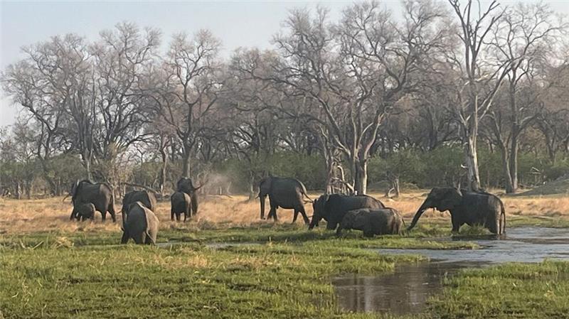 Fluch oder Segen: Hat Botsuana zu viele Elefanten? Eine Herde Elefanten im berühmten Okavango-Delta von Botsuana
