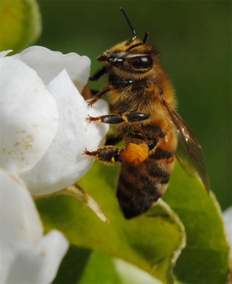 Eine Honigbiene legt einen Stopp an einer Birnen-Blüte ein. Foto Vasel