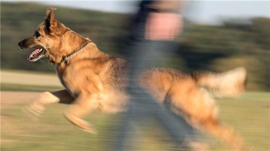 Eine Hündin wurde nach dem Vorfall als gefährlich eingestuft - ihre Halter kämpfen gegen die Entscheidung. Wie sind die rechtlichen Grundlagen?