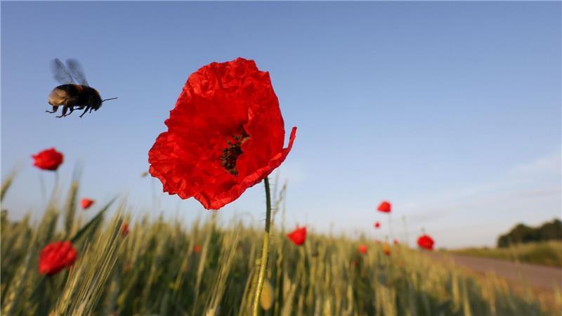 Eine Hummel fliegt am Morgen an eine Mohnblüte in Riedlingen.