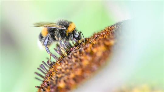 Eine Hummel ist auf der Blüte einer Sonnenblume zu sehen.
