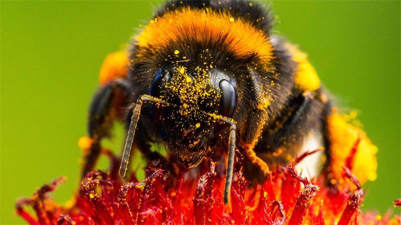 Eine Hummel mit Blütenstaub