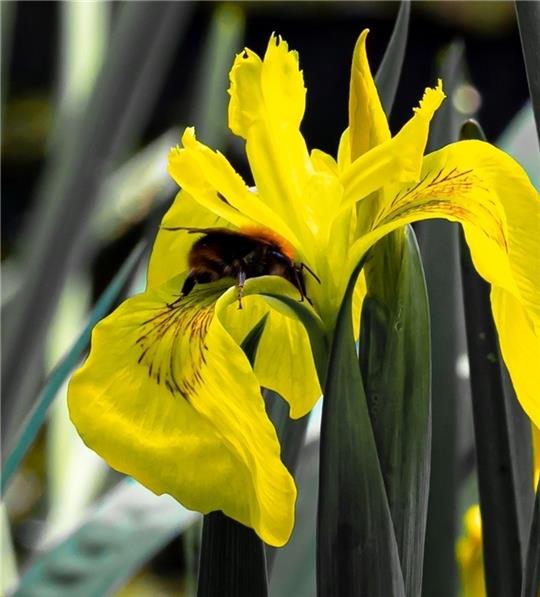Eine Hummel sucht den Weg ins Innere der Schwertlilie. Foto: Paulin
