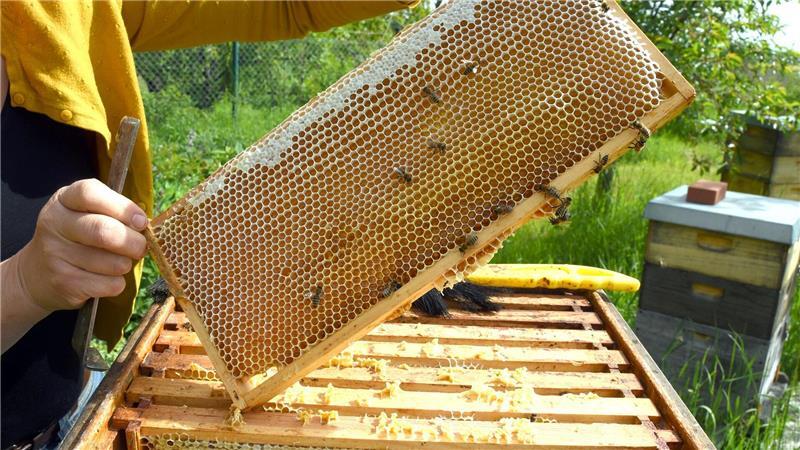 Eine Imkerin bei der Arbeit - in der Wabe dürfte jede Menge Honig sein. (Symbolfoto)