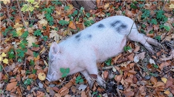 Eine Jägerin hat das Schweinchen erschossen.