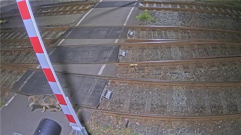 Eine Kamera zeichnete auf, wie ein Wolf über ein Bahngelände läuft. 
