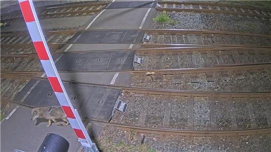 Eine Kamera zeichnete auf, wie ein Wolf über ein Bahngelände läuft. 