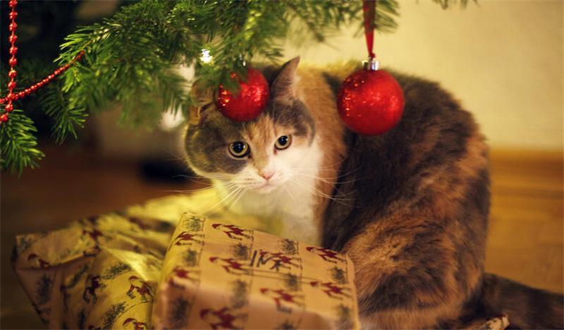 Eine Katze gehört nicht als Geschenk unter den Weihnachtsbaum.