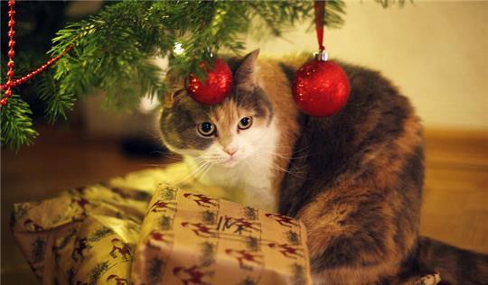Eine Katze gehört nicht als Geschenk unter den Weihnachtsbaum.