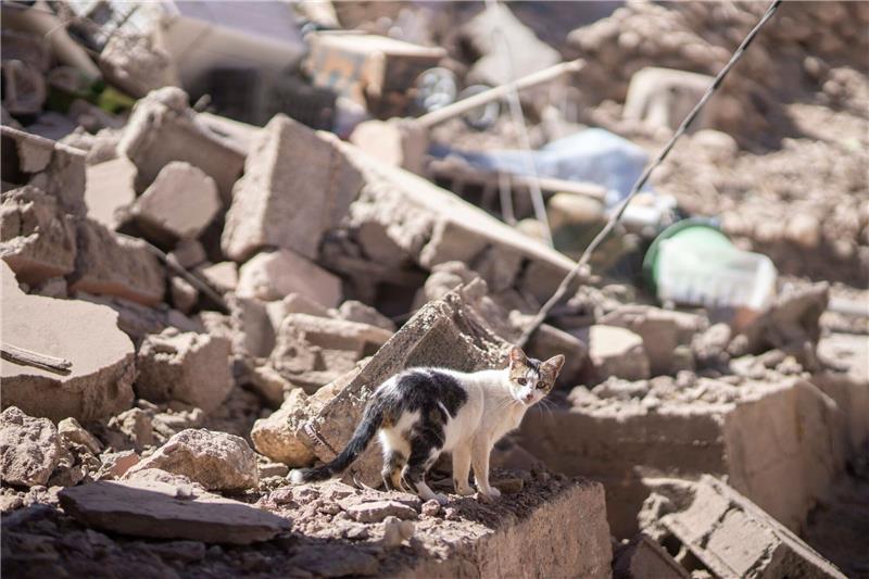 Erdbeben in Marokko: Zahl der Toten steigt auf mehr als 2000 Eine Katze läuft durch Trümmer.