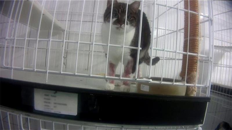 Rinder gequält, Hunde misshandelt: Tierschutz-Skandale im Kreis Stade Eine Katze mit zerstochenen Beinen steht in ihrem Käfig.