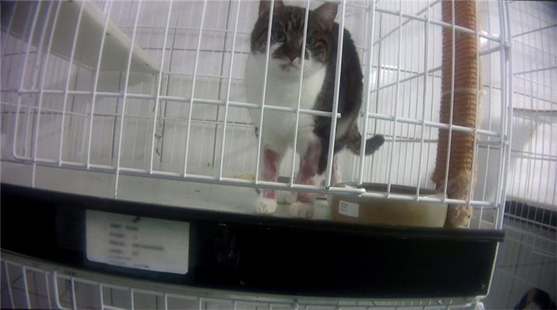 Eine Katze mit zerstochenen Beinen steht in ihrem Käfig. Foto: Soko Tierschutz/ Cruel Free International
